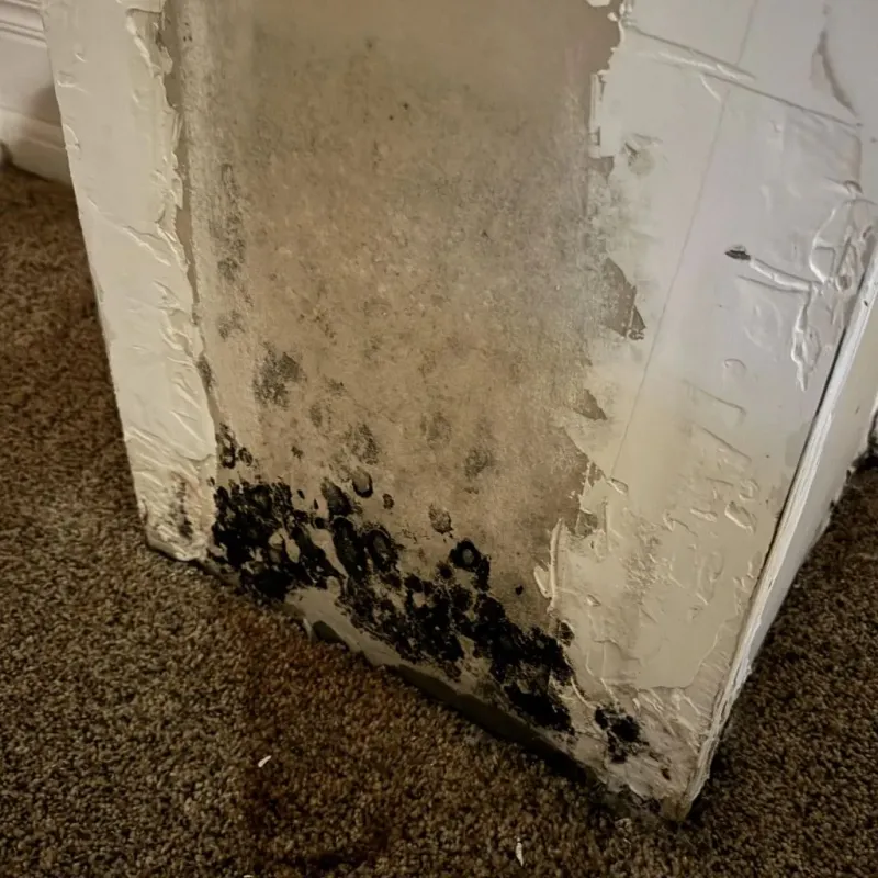 Professional Mold Removal in Millington, TN